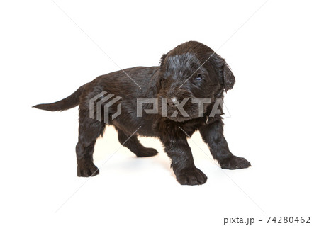Russian Black Terrier puppy 74280462