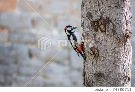Little woodpecker sits on a tree trunk. The great spotted woodpecker, Dendrocopos major Little woodpecker sits on a tree trunk. The great spotted woodpecker, Dendrocopos major 74280711