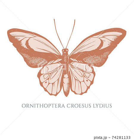 Vector set of hand drawn pastel wallace s golden birdwing Vector set of hand drawn pastel wallace s golden birdwing 74281133