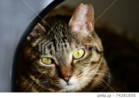 猫イメージ素材。キジトラ 74281830