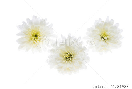 white chrysanthemum isolated white chrysanthemum isolated 74281983