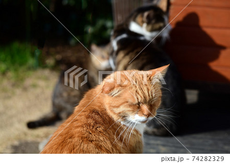 朝の仲良しにゃんず。猫イメージ素材 74282329