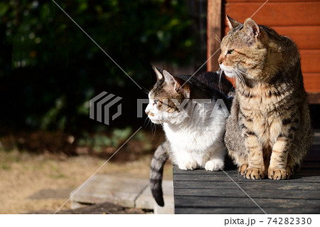 朝の仲良しにゃんず。猫イメージ素材 74282330
