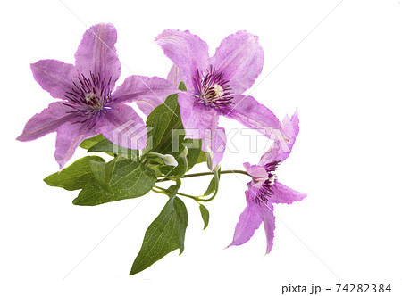 clematis flower 74282384