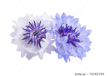 cornflowers flowers isolated cornflowers flowers isolated 74282394