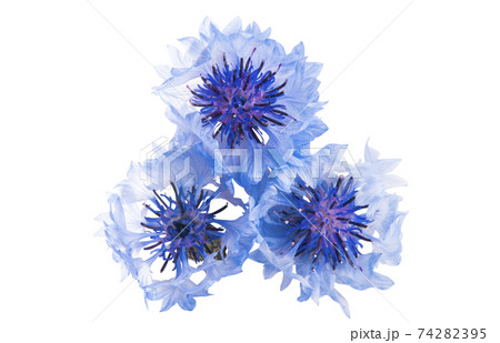 cornflowers flowers isolated 74282395