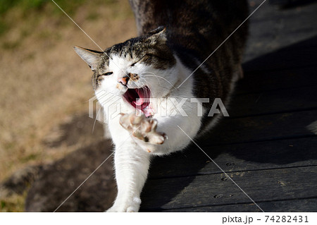 朝陽は気持ちいいにゃあ。まだ眠いですにゃ。猫イメージ素材 74282431