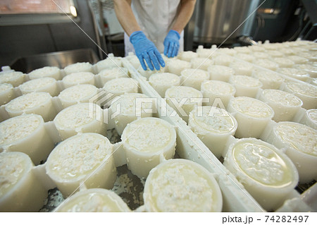 Quark and Cottage Cheese Production at Food Factory 74282497