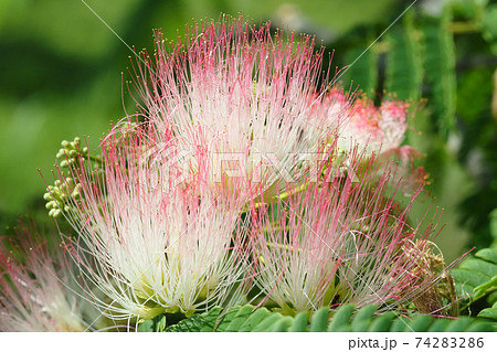 ネムの花 74283286