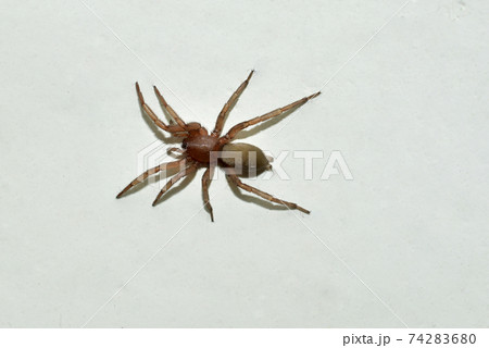 A small brown spider is not poisonous. 74283680