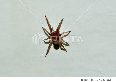 The brown spider is not poisonous. The brown spider is not poisonous. 74283681