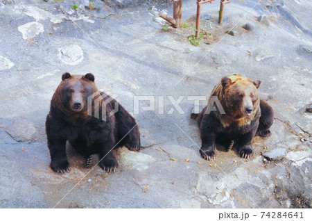 のぼりべつクマ牧場の熊 74284641