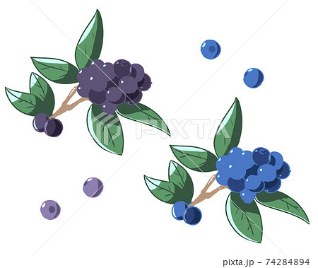 ブルーベリー 線無しのイラスト素材