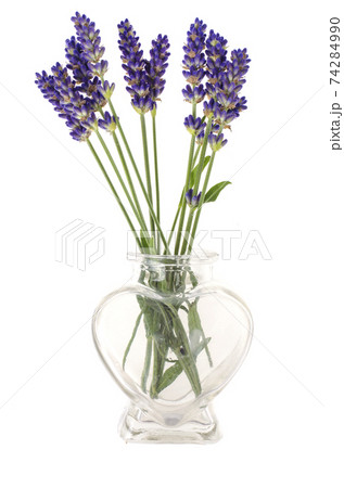 Small bunch of blue lavender flowers 74284990