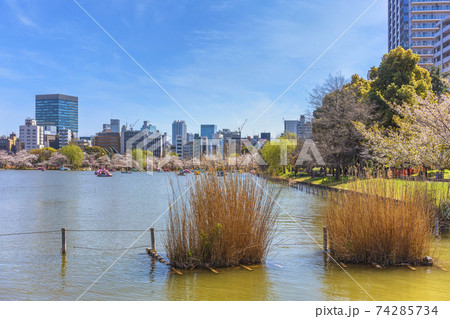 [東京・上野] ススキを前に寛永寺の不忍池でスワンボートと花見を楽しむカップル。 74285734