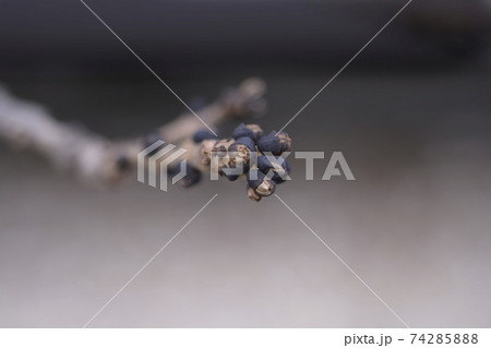 Common ash 74285888