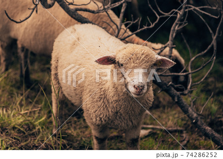 Sheep on a pasture in the mountains of Switzerland 74286252