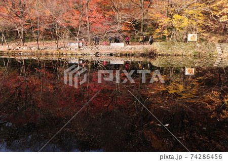 秋 木 紅葉 74286456