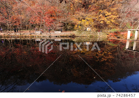 秋 木 紅葉 74286457