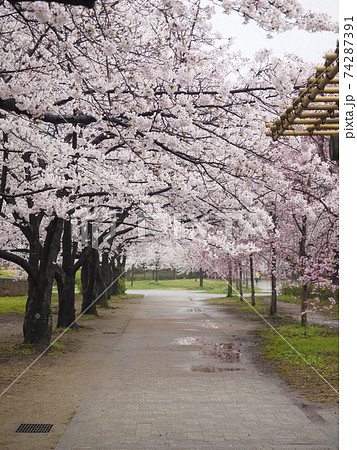 桜並木の道 水彩画 2023年額装済み(YRP公園) 桜並木の道 水彩画 2023年額装済み(YRP公園) 美術品