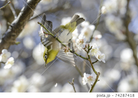 白梅の花【早春】翼を広げるメジロ 白梅の花【早春】翼を広げるメジロ 74287418