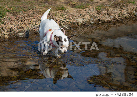 水面に映る自分を不思議そうに見る犬の写真素材