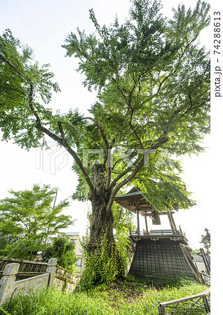 北向観音 愛染カツラ(市指定文化財) 北向観音 愛染カツラ(市指定文化財) 74288613