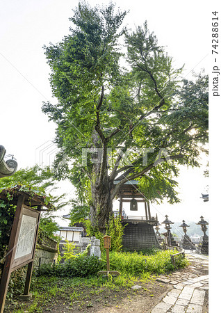 北向観音 愛染カツラ(市指定文化財) 北向観音 愛染カツラ(市指定文化財) 74288614