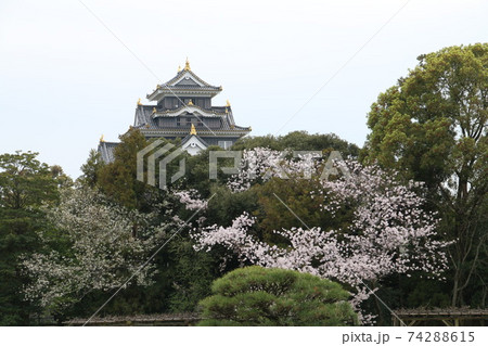 後楽園のサクラと岡山城 後楽園のサクラと岡山城 74288615