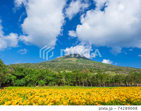 八丈島 満開のフリージアと八丈富士 八丈島 満開のフリージアと八丈富士 74289008