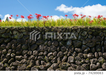 幸田の棚田の石垣とマンジュシャゲの花の写真素材 7463
