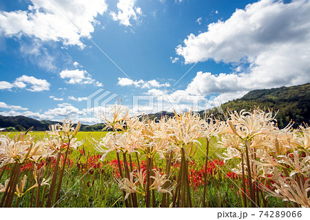 青空の下のシロバナマンジュシャゲの花 青空の下のシロバナマンジュシャゲの花 74289066