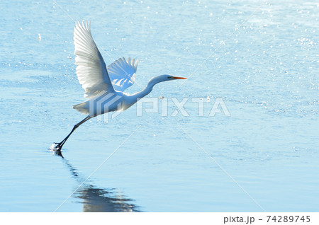 白鷺 白鷺 74289745