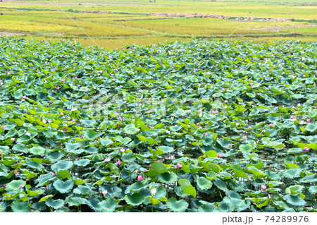 lotus pond lotus pond 74289976