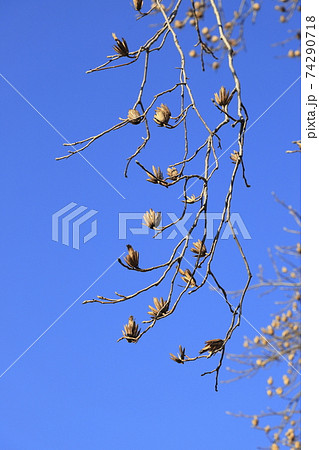 たくさんの実をつけたユリノキ（ハンテンボク）　　　 74290718