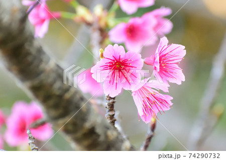 ピンク色が綺麗な緋寒桜の写真素材(沖縄県) ピンク色が綺麗な緋寒桜の写真素材(沖縄県) 74290732