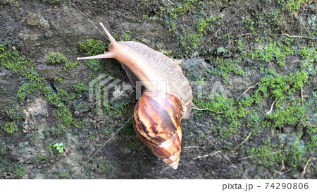 snail crawling on the ground snail crawling on the ground 74290806