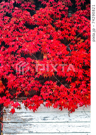 真っ赤に紅葉したナツヅタ 真っ赤に紅葉したナツヅタ 74290821