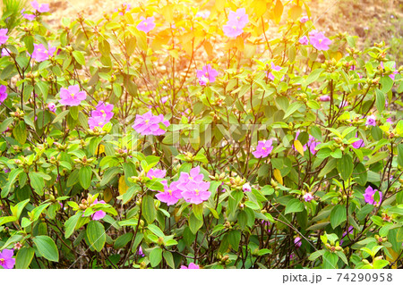 Flower 74290958