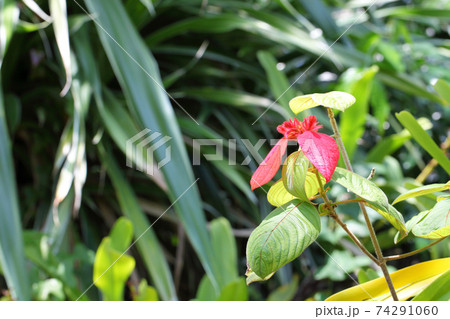 ヒゴロモコンロンカの花の蕾 74291060