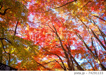 諏訪峡　もみじ公園　遊歩道より　　秋の景色　みなかみ町　　　 74291133