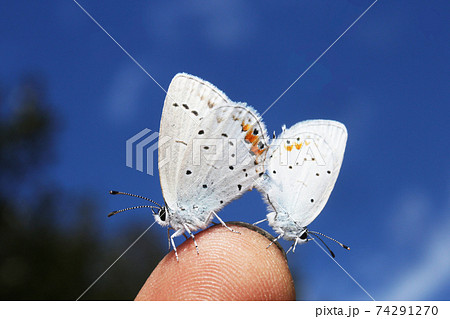 指の上で交尾　ツバメシジミ 74291270