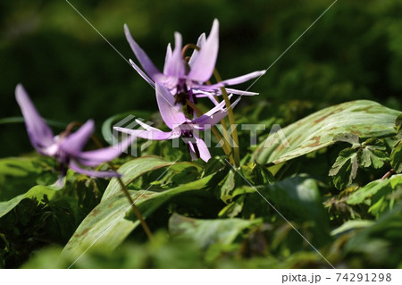 三毳山公園に咲くカタクリの花 74291298