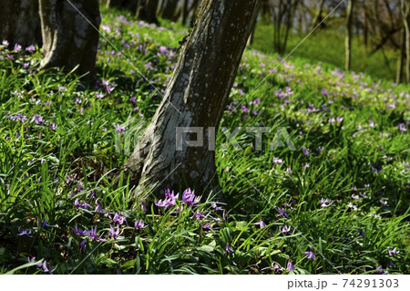 三毳山公園の雑木林に咲くカタクリの花 74291303