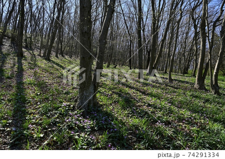 三毳山公園の雑木林に咲くカタクリの花 74291334