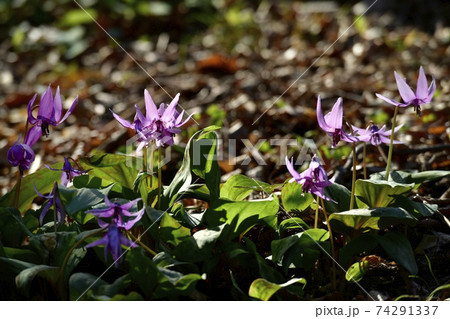 三毳山公園に咲くカタクリの花 74291337
