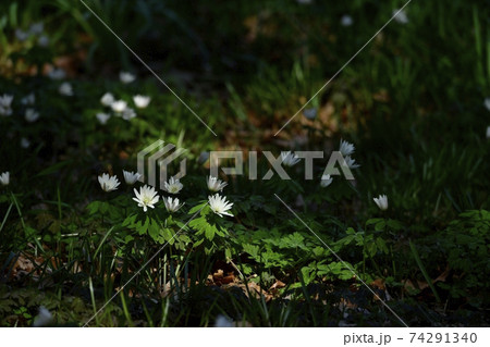 三毳山公園に咲くアズマイチゲの花 74291340