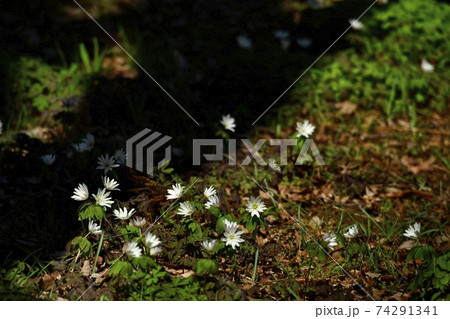 三毳山公園に咲くアズマイチゲの花 74291341