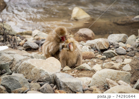 長野県山ノ内町 地獄谷野猿公苑の温泉に入るニホンザルの写真素材