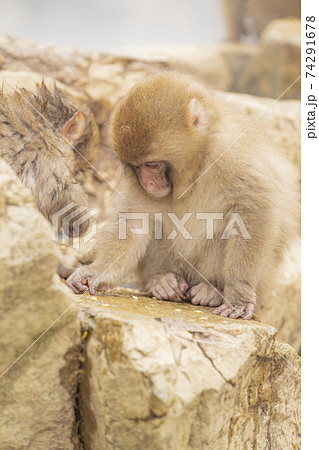 長野県山ノ内町　地獄谷野猿公苑の温泉に入るニホンザル 74291678